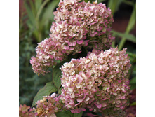 ������ �����