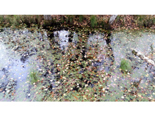 IMG 20171001 125504.jpg