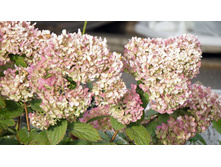 �������� �������