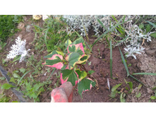 P 20170917 175248.jpg