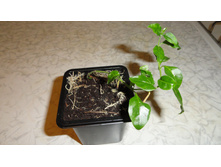 ����������� ( Sclerochiton harveyanus.) - 170-  200 ���.