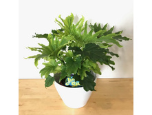 ����������� PHILODENDRON SELLOUM 'LITTLE HOPE -  500- 550   ���.