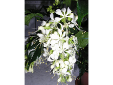 ������������ ������- ������ �������� ..