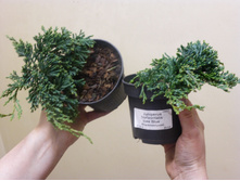 ������������ �������������� ��� ���