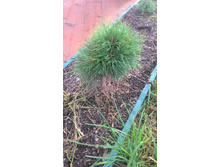 ����� Pinus mugo Varella