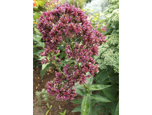 ����� �������