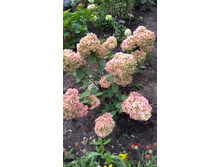 IMG 20170925 131953.jpg