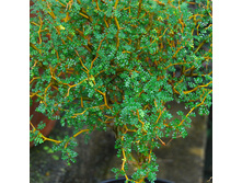 ������ Sophora microphylla "Little Baby"