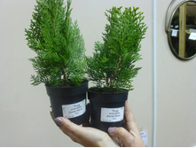 ��� ��������  Aurea Nana