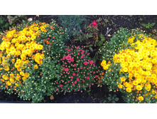 IMG 20170918 0826261.jpg