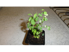 ������� ������� �������� (Breynia nivosa) - 150 ���.