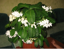 ����������- ������ �������� ��������