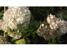 �������� �������