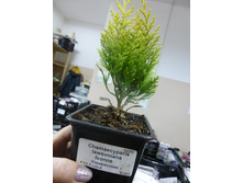 �����������  ������