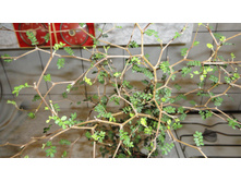 ������ Sophora microphylla "Little Baby" .... ����� ������ ..