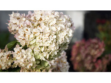 �������� �������