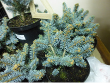 ��� Picea pungens Glauca Globosa_C1.5