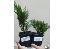 �����������  'Pelt's Blue' � Boulevard