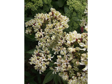 ���� �������