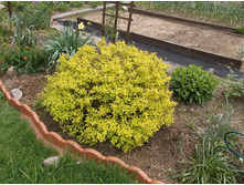 ������ ������ ��������