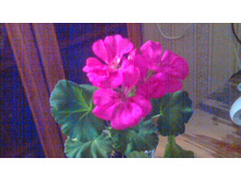 ���������� Toscana Katarina