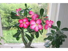 �������  (Adenium) - 550- 700  ���.
