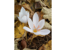 IMG 20171018 133527.jpg