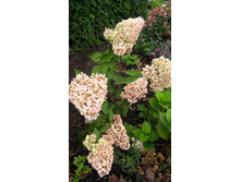 IMG 20170909 110739.jpg