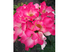 ������� �����