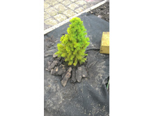 ��� ����� ����� ����/Picea glauca Daisy's White