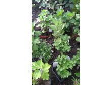 IMG 20170918 1551591.jpg