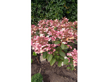 IMG 20170925 132023.jpg