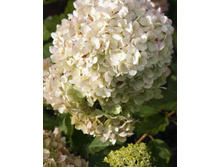 �������� �������