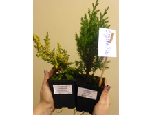 ������������  �������� � �������