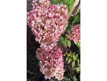 IMG 20170925 132055.jpg