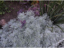 ������ ������ ����