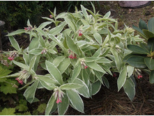 �������� �������