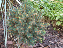 ��� �������� �����