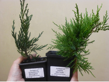 ������������ ������� � ��� ����