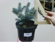 ��� Picea pungens Glauca Globosa_C1.5