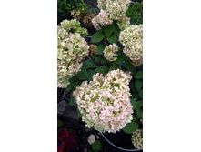 IMG 20170909 110613.jpg