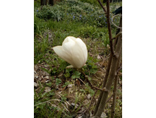 IMG 20170510 104030.jpg