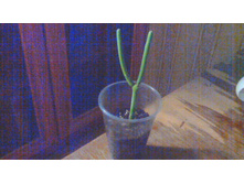 ������� ��������