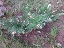 ��� �������� ���������