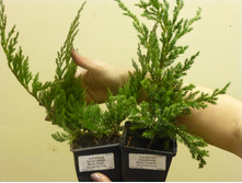 ������������ �������������� ��� ��� � ���������� ��� ������