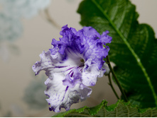 Dem ������ ������