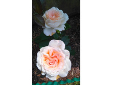 Chandos Beauty (8).JPG