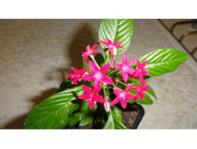 ������ ..... ������ � ������� ....