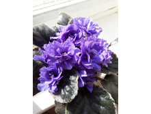 �� ��������