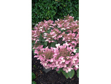 �������� (��������� ����������� ���� ���������?)